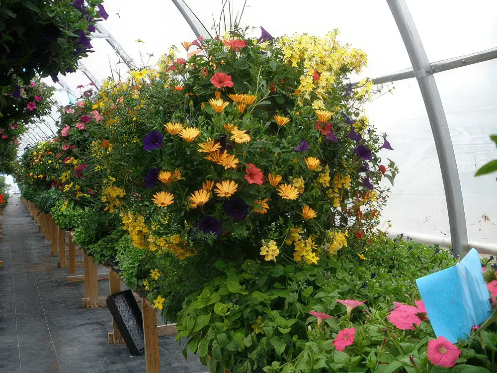 greenhouse_baskets_1-topaz-high_fidelity_v2-2x.webp