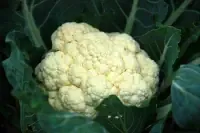 cauliflower.webp