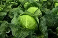 cabbage.webp